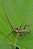 175479 – Photo : D. Martinez – Philippines