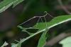 175029 – Photo : D. Martinez – Philippines