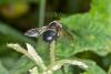 175262 – Photo : D. Martinez – Philippines