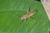 175661 – Photo : D. Martinez – Philippines