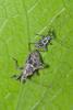 175292 – Photo : D. Martinez – Philippines