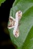 175261 – Photo : D. Martinez – Philippines