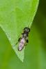 175716 – Photo : D. Martinez – Philippines