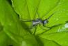 175332 – Photo : D. Martinez – Philippines