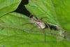 175714 – Photo : D. Martinez – Philippines