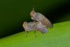 175363 – Photo : D. Martinez – Philippines