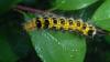 175649 – Photo : Christian Berquer – Mayotte