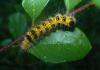 175650 – Photo : Christian Berquer – Mayotte