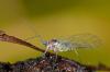 175739 – Photo : Christophe Quintin – France (21)