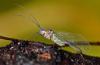175740 – Photo : Christophe Quintin – France (21)