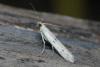 175881 – Photo : phyllo – France (04)
