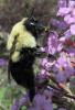 175245 – Photo : Christian Berquer – Canada