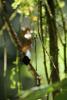 175104 – Photo : Duborget Robin – Costa Rica