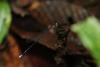 175105 – Photo : Duborget Robin – Costa Rica