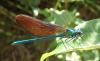 175856 – Photo : Catherine Reymonet-Smitten – France (31)