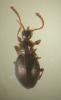 175490 – Photo : Mathurin CARNET – France (22)