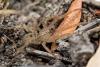 175746 – Photo : Henrard Arnaud – France (83)