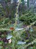 175933 – Photo : Serge ZILAVY – France (83)