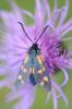 175587 – Photo : C.gager – France (48)
