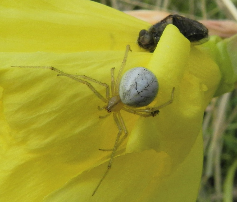 Réf. 175939 — ARACHNIDA > Araneae > Theridiidae > Enoplognatha