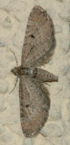 Réf. 176 111 : Eupithecia intricata