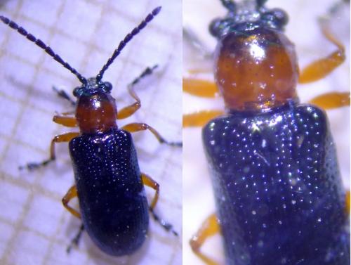 Oulema sp.