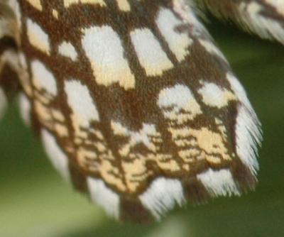 Chiasmia clathrata