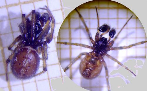 Steatoda bipunctata