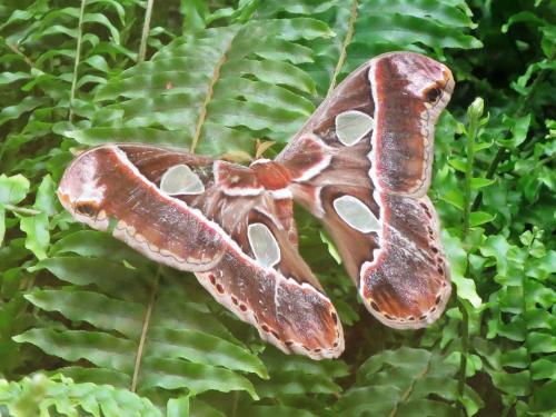 Rothschildia sp.