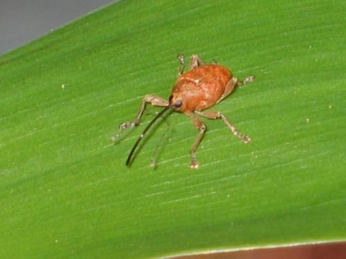 Curculio sp.