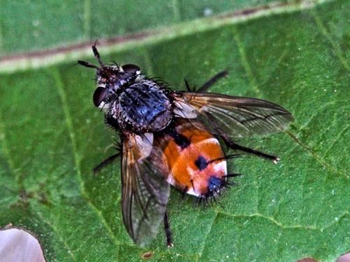 Réf. 176 384 : Tachina sp.