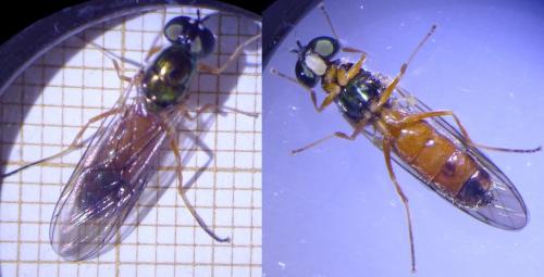 Sargus bipunctatus