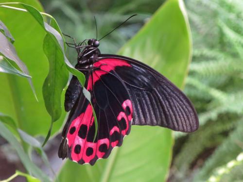 Papilio rumanzovia