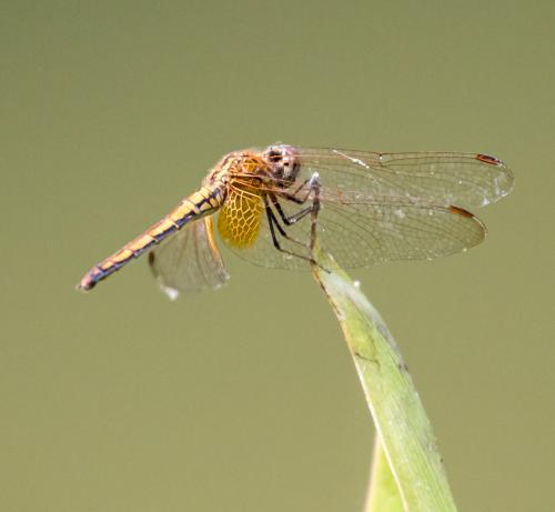 Trithemis aurora