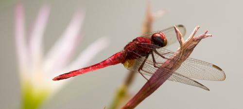 Crocothemis servilia