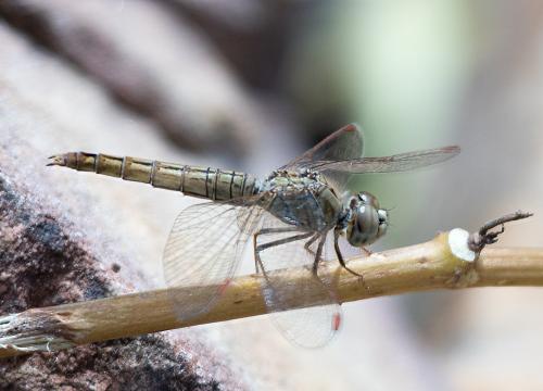 Brachythemis contaminata