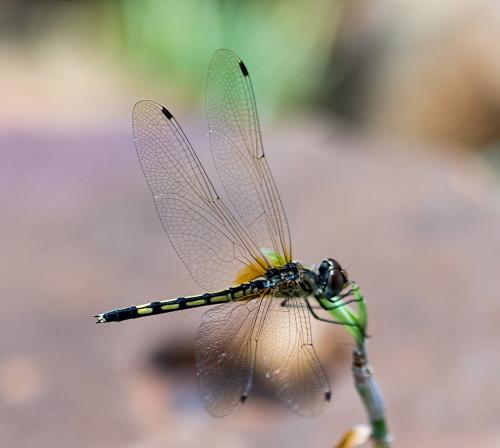 Réf. 176 856 : Trithemis pallidinervis