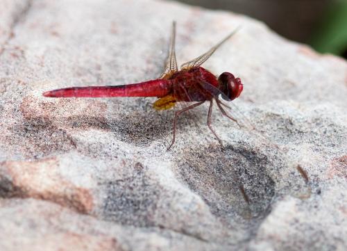 Crocothemis servilia