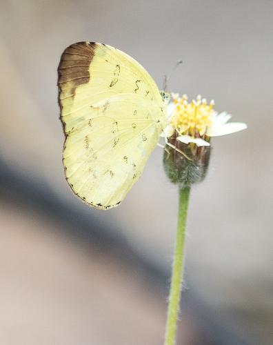 Réf. 176 977 : Eurema blanda