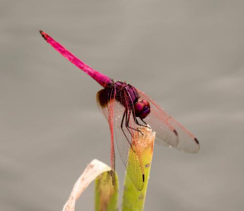 Réf. 176 861 : Trithemis aurora