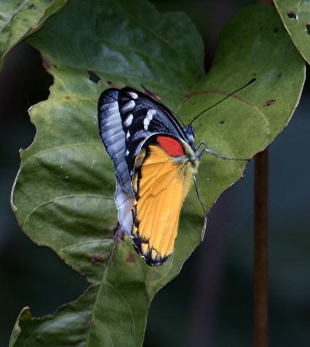 Delias descombesi