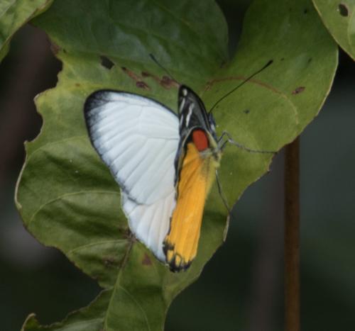 Delias descombesi
