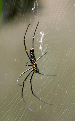 Réf. 176 176 : Nephila pilipes