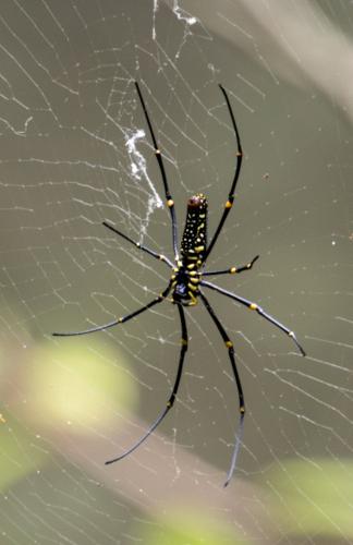 Réf. 176 177 : Nephila pilipes