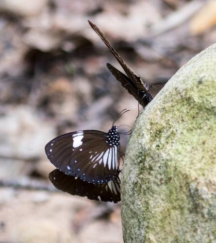 Réf. 176 194 : Euploea radamanthus