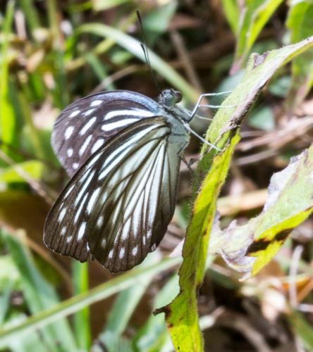 Pareronia anais