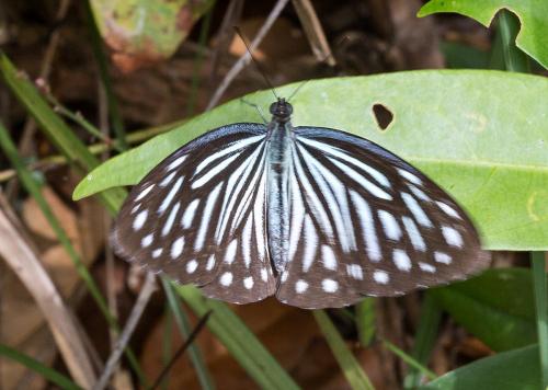Pareronia anais
