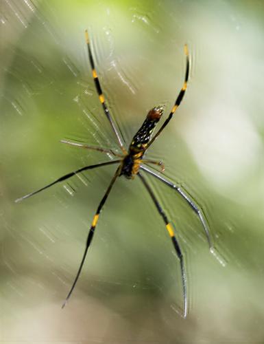 Réf. 176 179 : Nephila pilipes