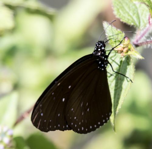 Réf. 176 196 : Euploea mulciber