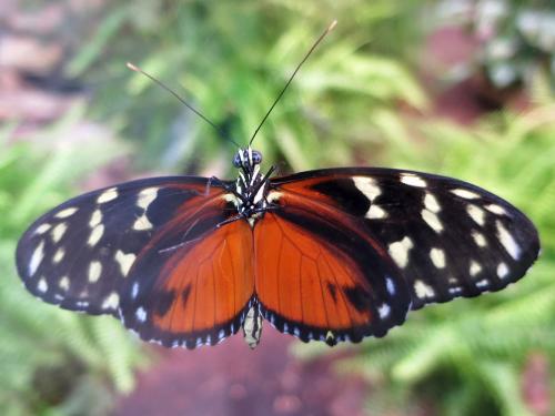 Réf. 176 080 : Heliconius hecale